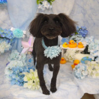 【山手店】2020年5月28日のワンちゃん達♪