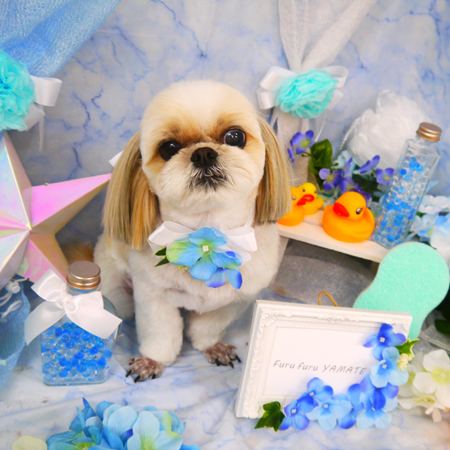 【山手店】2020年5月29日のワンちゃん達♪