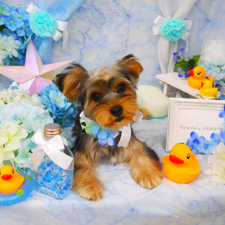 【山手店】2020年5月30日のワンちゃん達♪