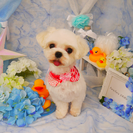 【山手店】2020年5月31日のワンちゃん達♪