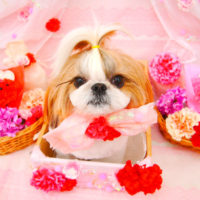 【池下店】2020年5月1日のワンちゃん達♪