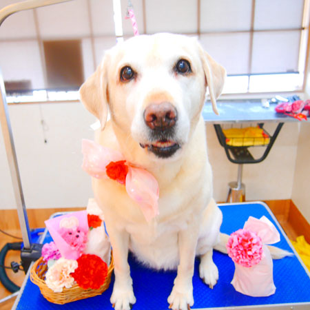 【池下店】2020年5月2日のワンちゃん達♪