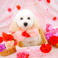 【池下店】2020年5月3日のワンちゃん達♪