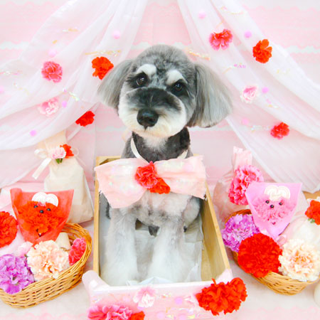 【池下店】2020年5月4日のワンちゃん達♪