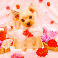 【池下店】2020年5月8日のワンちゃん達♪