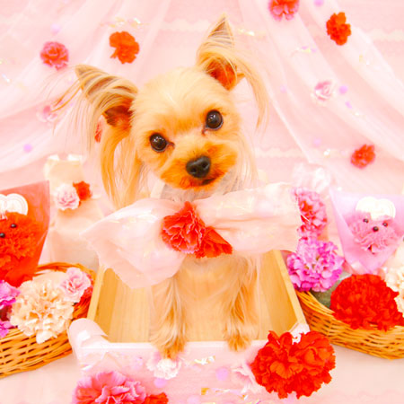 【池下店】2020年5月8日のワンちゃん達♪