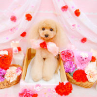 【池下店】2020年5月9日のワンちゃん達♪