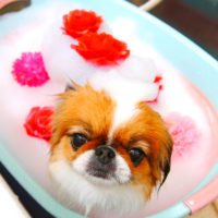 【池下店】2020年5月11日のワンちゃん達♪