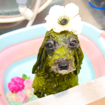 【池下店】2020年5月14日のワンちゃん達♪