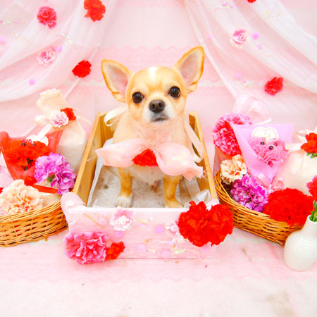 【池下店】2020年5月15日のワンちゃん達♪