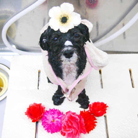 【池下店】2020年5月16日のワンちゃん達♪