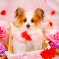 【池下店】2020年5月17日のワンちゃん達♪