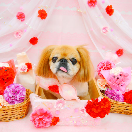 【池下店】2020年5月18日のワンちゃん達♪