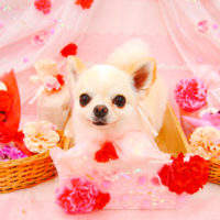 【池下店】2020年5月21日のワンちゃん達♪