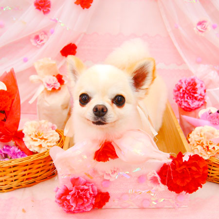 【池下店】2020年5月21日のワンちゃん達♪