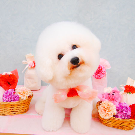 【池下店】2020年5月22日のワンちゃん達♪