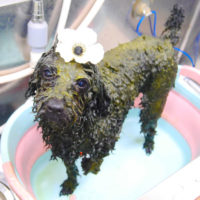 【池下店】2020年5月23日のワンちゃん達♪