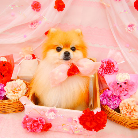 【池下店】2020年5月24日のワンちゃん達♪