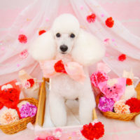 【池下店】2020年5月25日のワンちゃん達♪