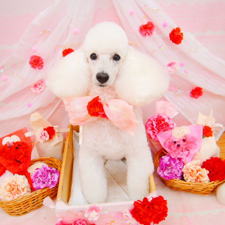 【池下店】2020年5月25日のワンちゃん達♪