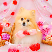 【池下店】2020年5月28日のワンちゃん達♪