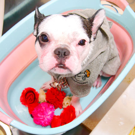 【池下店】2020年5月29日のワンちゃん達♪