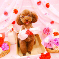 【池下店】2020年5月30日のワンちゃん達♪