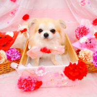 【池下店】2020年5月31日のワンちゃん達♪