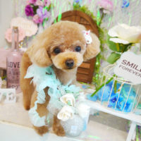 【本店】2020年6月15日のワンちゃん達♪