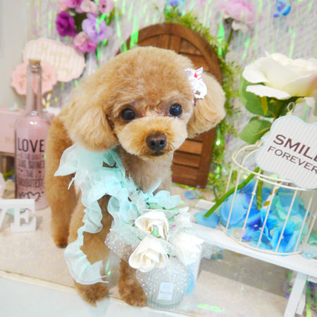 【本店】2020年6月15日のワンちゃん達♪