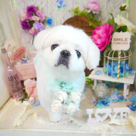 【本店】2020年6月1日のワンちゃん達♪