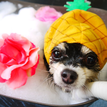 【本店】2020年6月4日のワンちゃん達♪