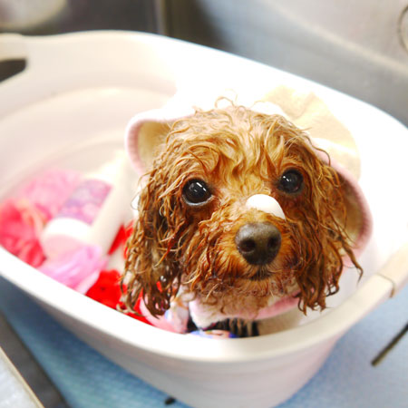 【本店】2020年6月5日のワンちゃん達♪