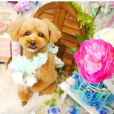 【本店】2020年6月6日のワンちゃん達♪