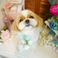 【本店】2020年6月11日のワンちゃん達♪