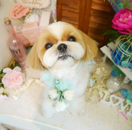 【本店】2020年6月11日のワンちゃん達♪