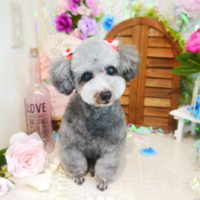 【本店】2020年6月12日のワンちゃん達♪