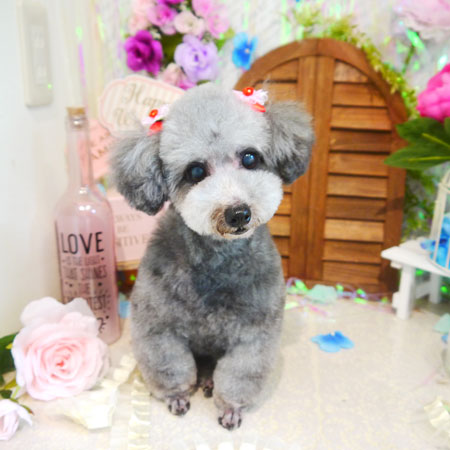 【本店】2020年6月12日のワンちゃん達♪