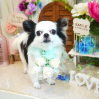 【本店】2020年6月13日のワンちゃん達♪