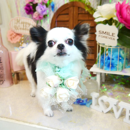 【本店】2020年6月13日のワンちゃん達♪