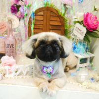 【本店】2020年6月14日のワンちゃん達♪