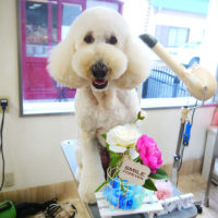 【本店】2020年6月17日のワンちゃん達♪