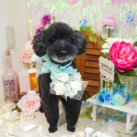 【本店】2020年6月18日のワンちゃん達♪