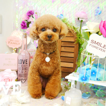 【本店】2020年6月19日のワンちゃん達♪