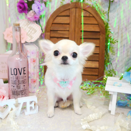 【本店】2020年6月20日のワンちゃん達♪