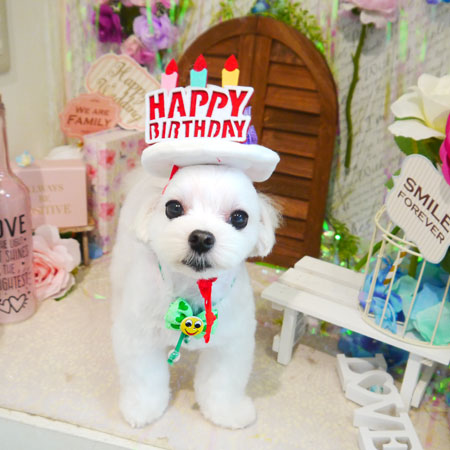 【本店】2020年6月21日のワンちゃん達♪