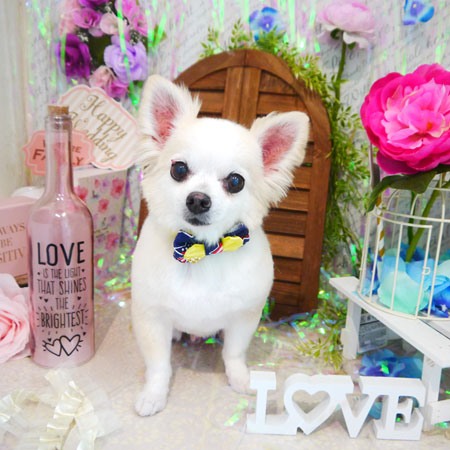 【本店】2020年6月22日のワンちゃん達♪