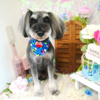 【本店】2020年6月24日のワンちゃん達♪