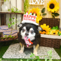 【本店】2020年6月25日のワンちゃん達♪