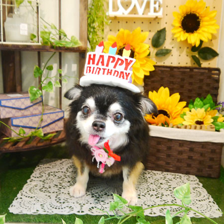 【本店】2020年6月25日のワンちゃん達♪